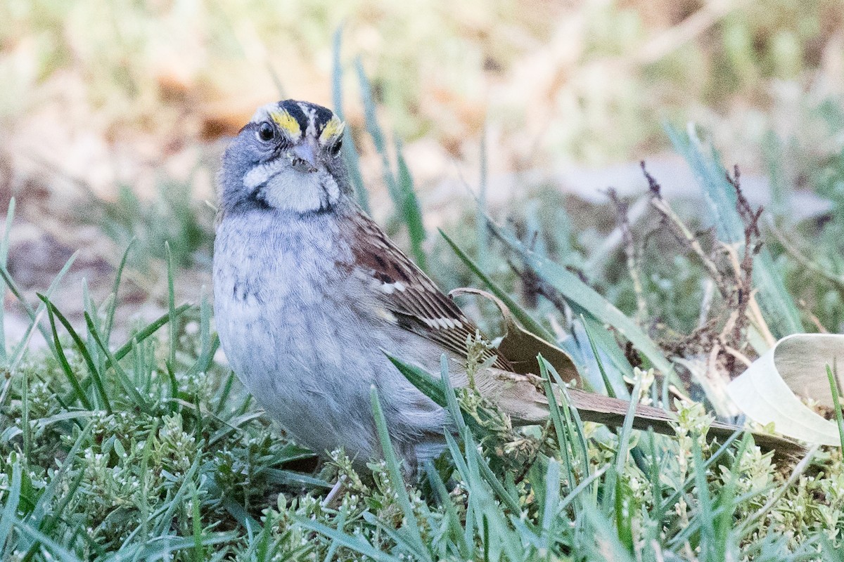 White-throated Sparrow - Garrett Lau