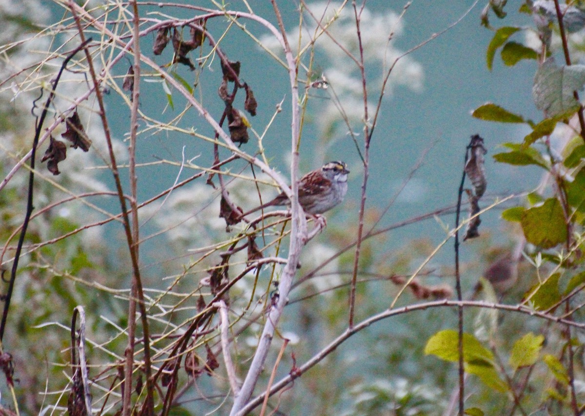 White-throated Sparrow - Eri G