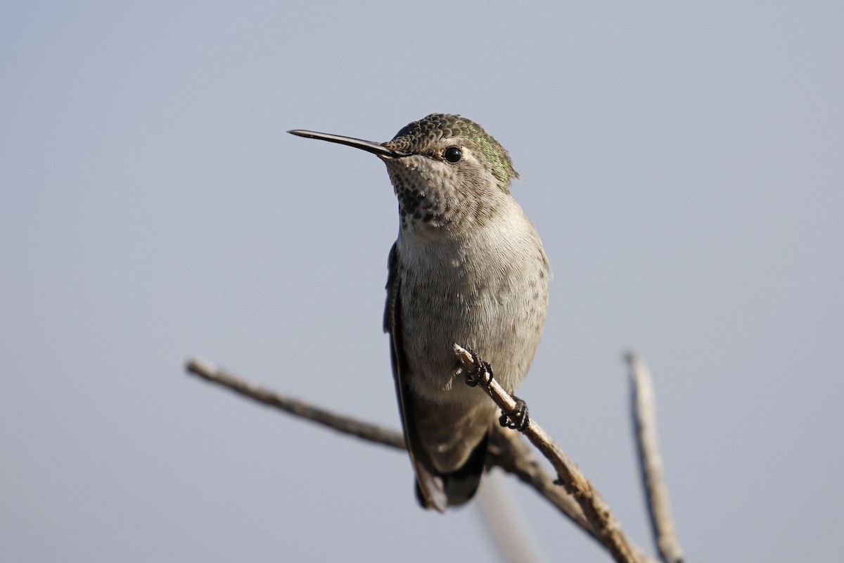 Anna's Hummingbird - Donna Pomeroy