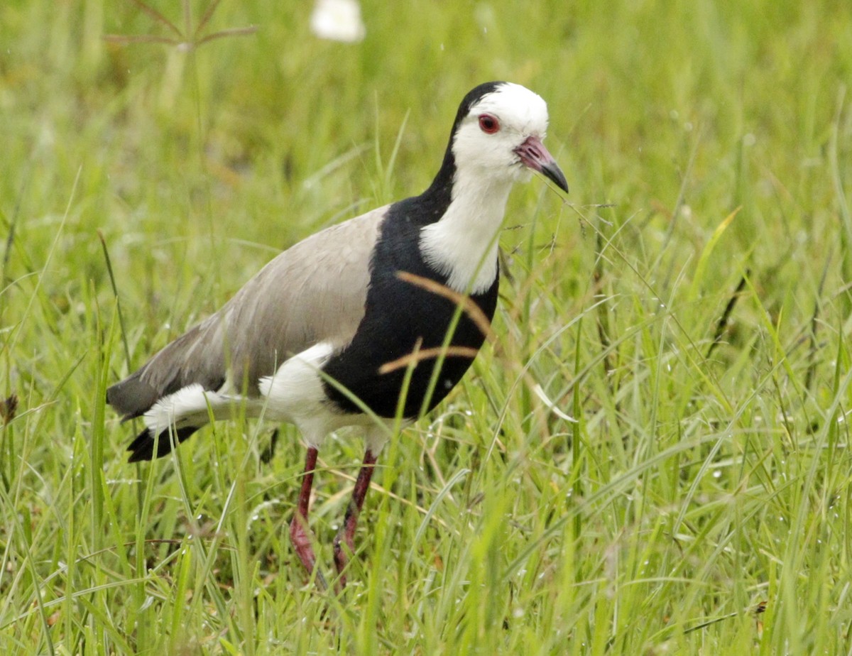 Long-toed Lapwing - Ross Hall