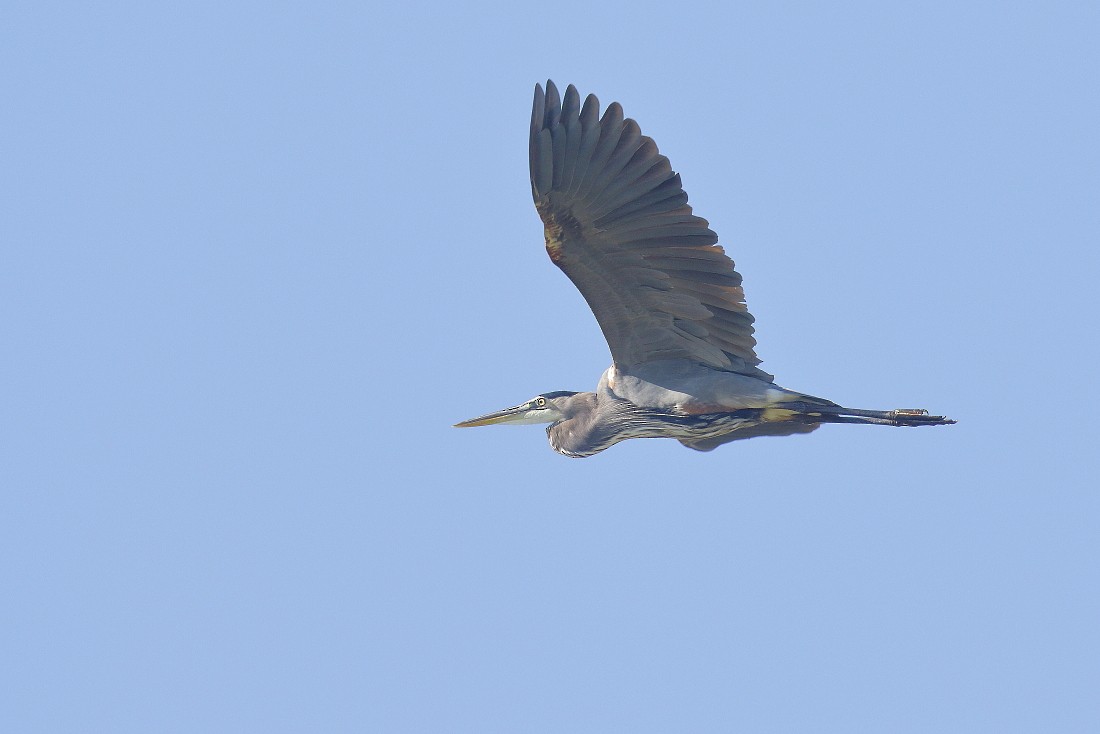 Great Blue Heron - Allen Woodliffe