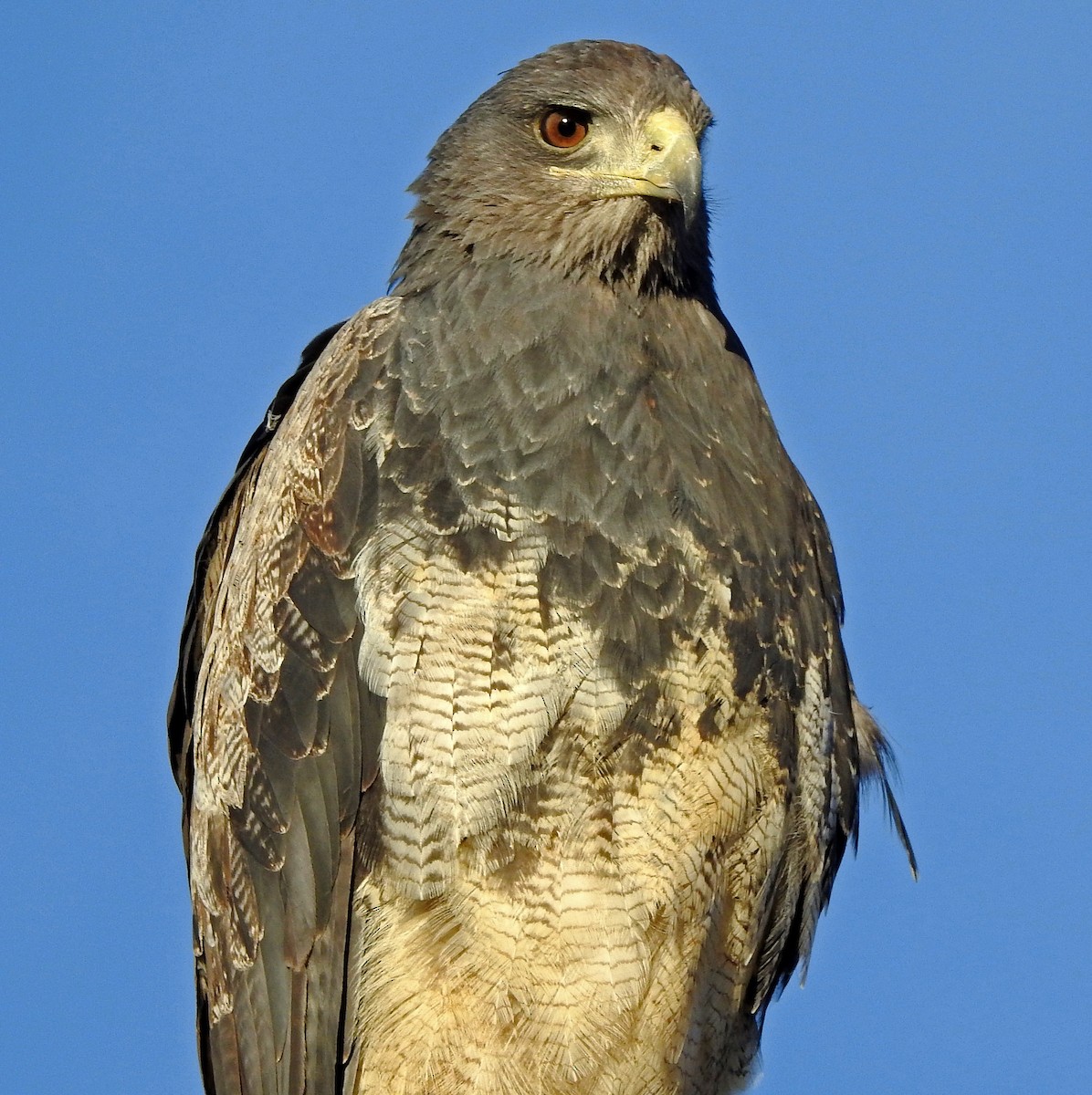 Black-chested Buzzard-Eagle - Hugo Hulsberg
