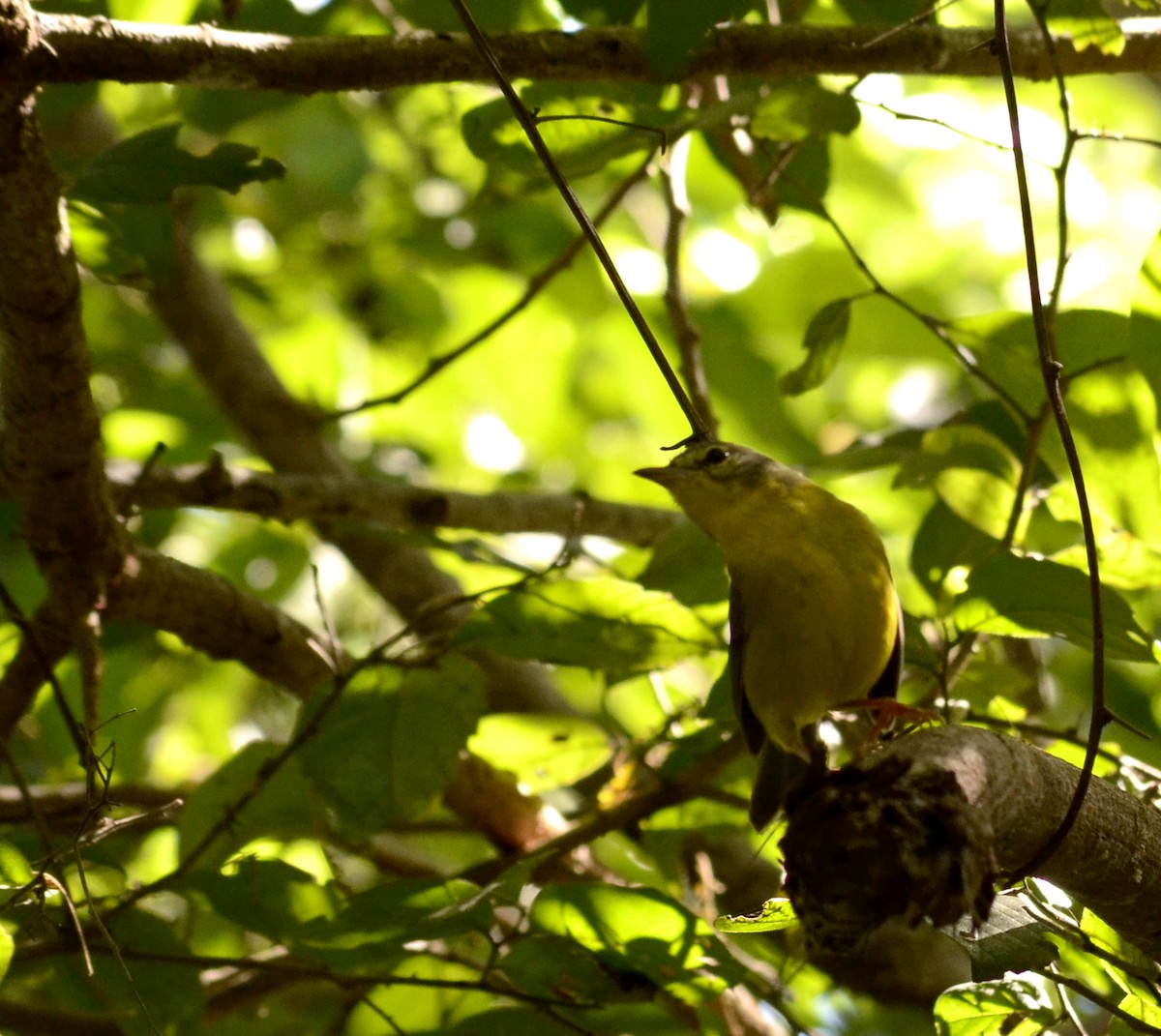 Golden-crowned Warbler - Joaquin Galindo