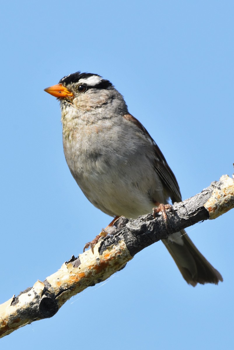 White-crowned Sparrow - ML118339001