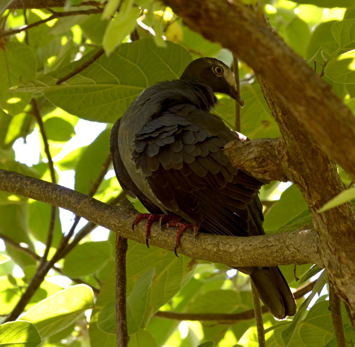 White-crowned Pigeon - ML118339891