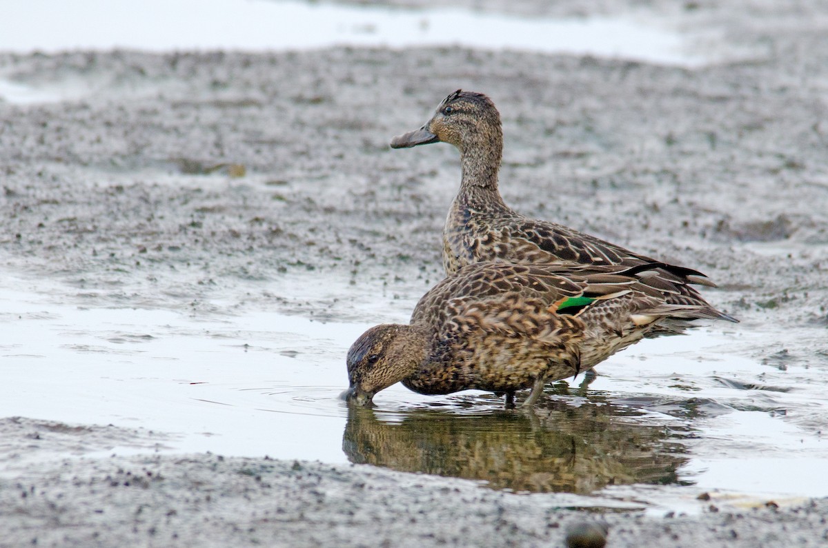 Green-winged Teal - ML118343461