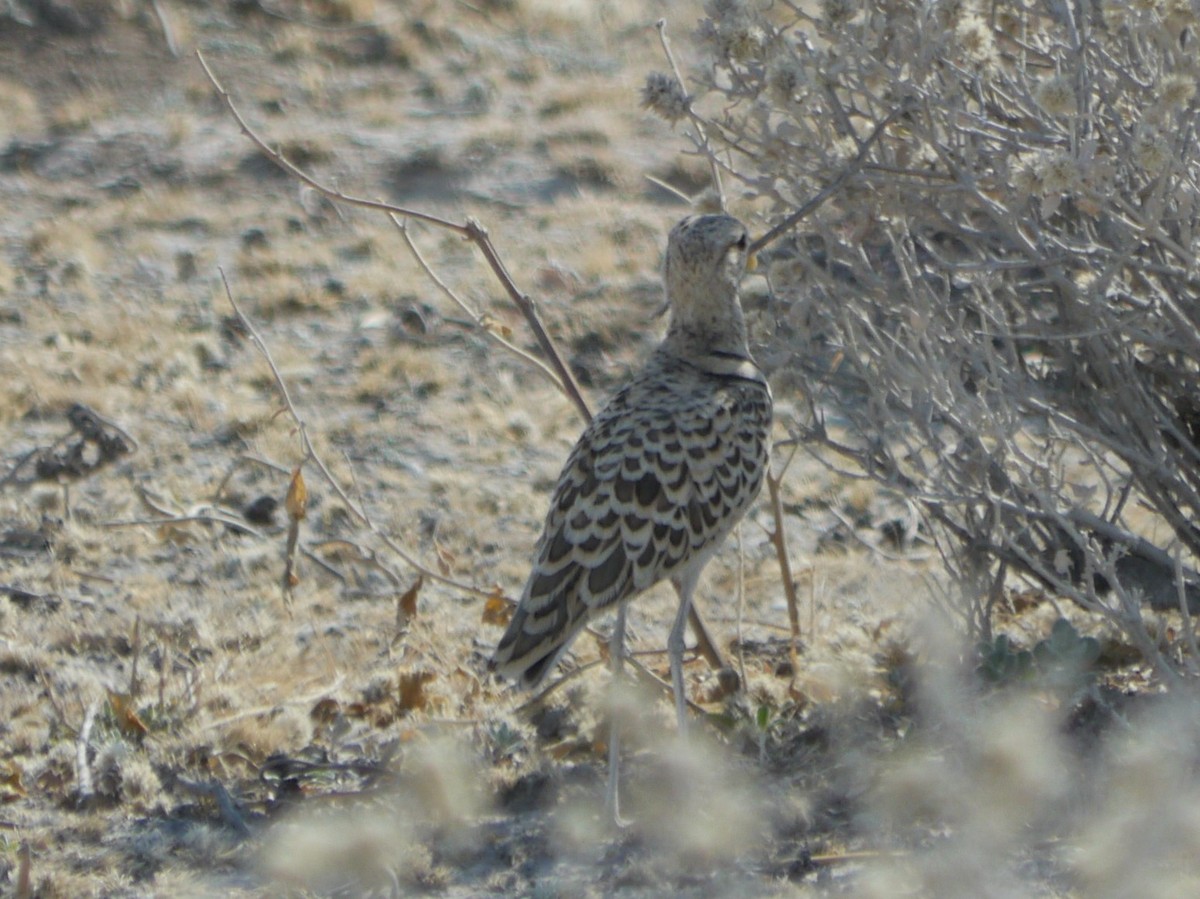 Double-banded Courser - ML118343931