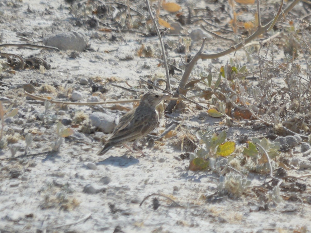 Chestnut-backed Sparrow-Lark - ML118344071