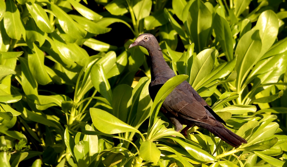 White-crowned Pigeon - ML118347341
