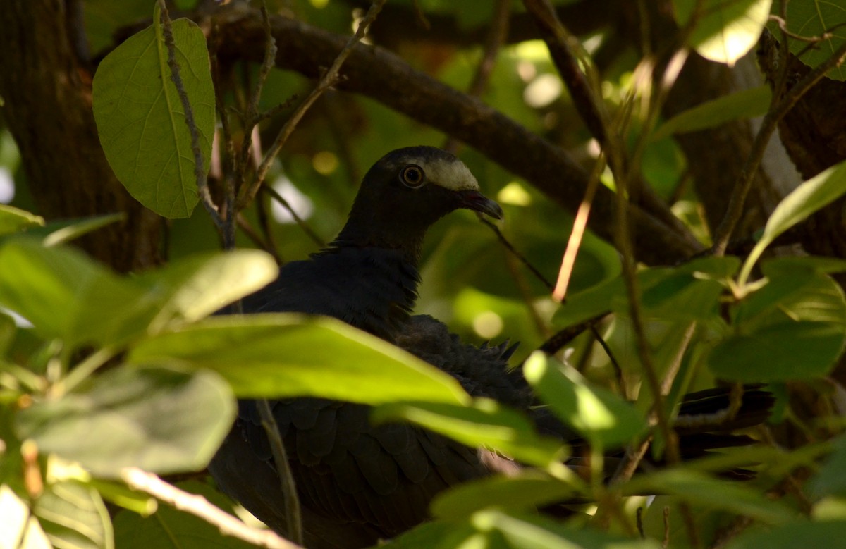 White-crowned Pigeon - ML118347361