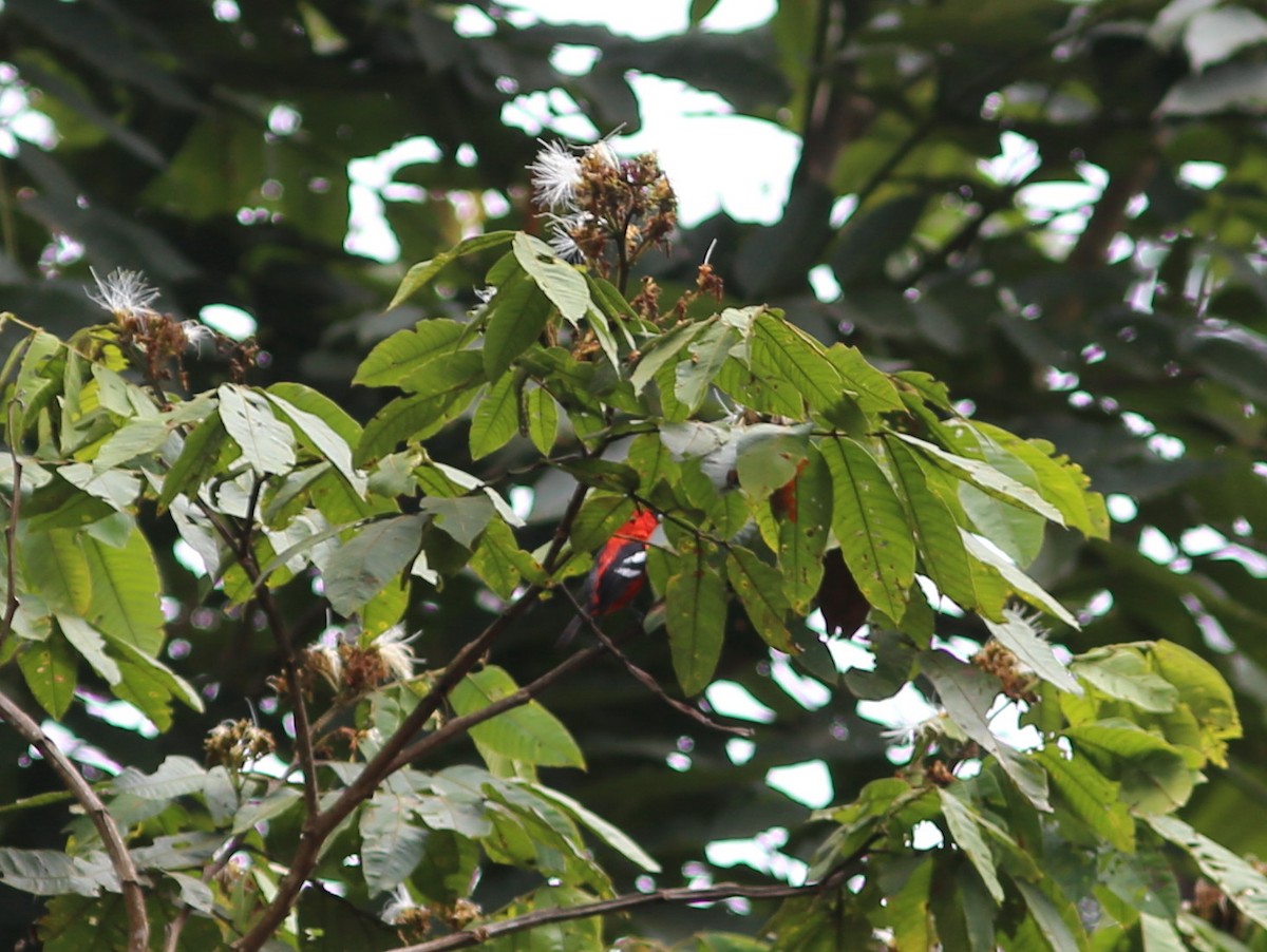 White-winged Tanager - ML118352071