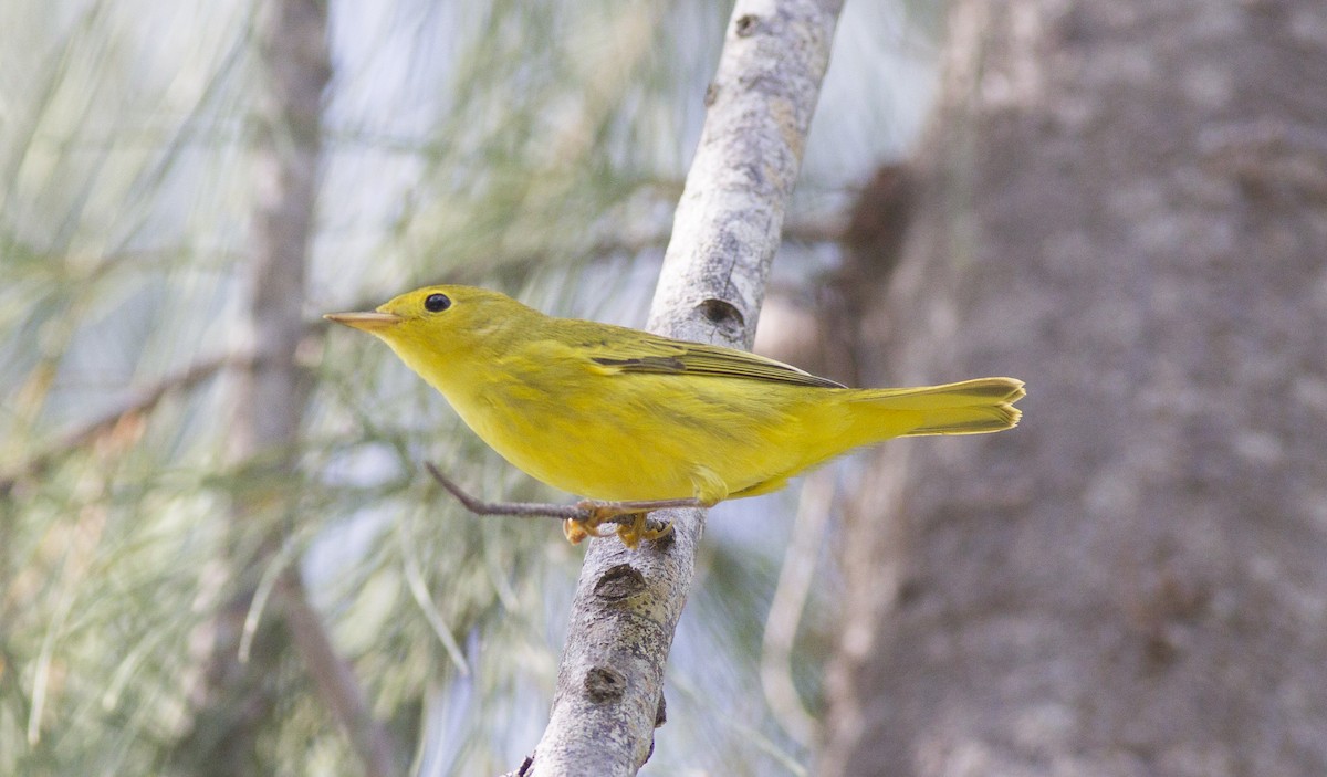 Yellow Warbler - Kenny BirdingRx