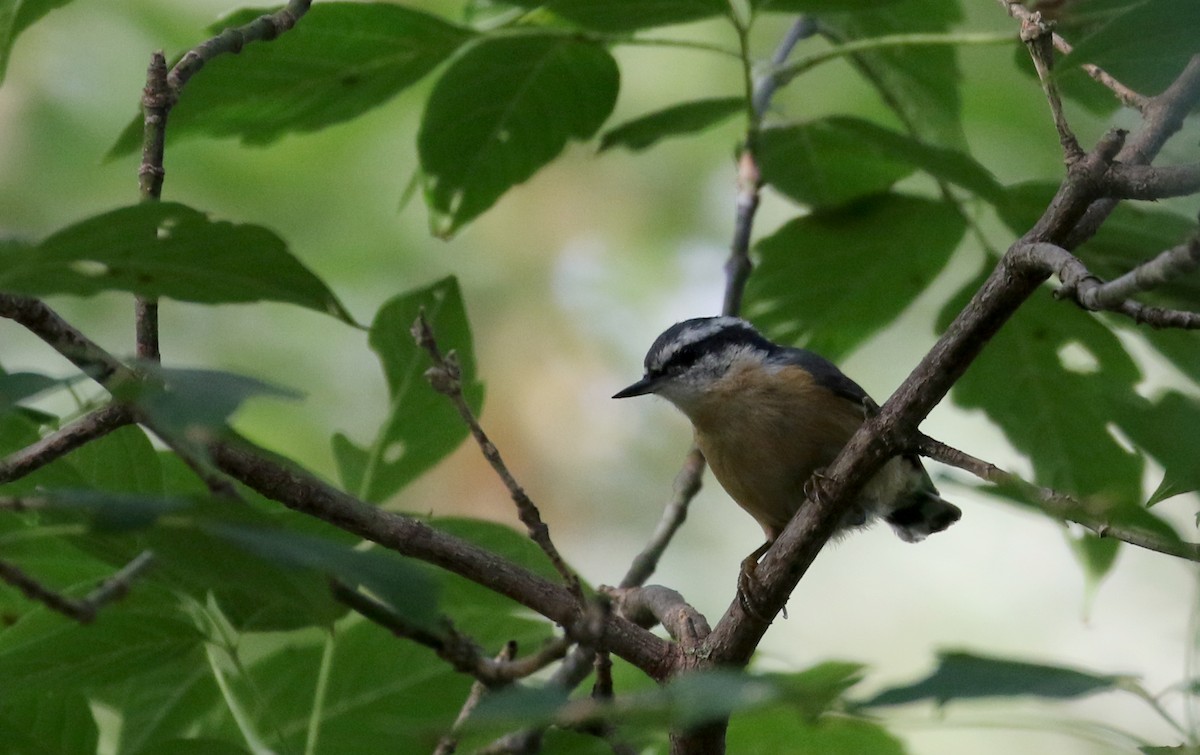 Red-breasted Nuthatch - ML118356741