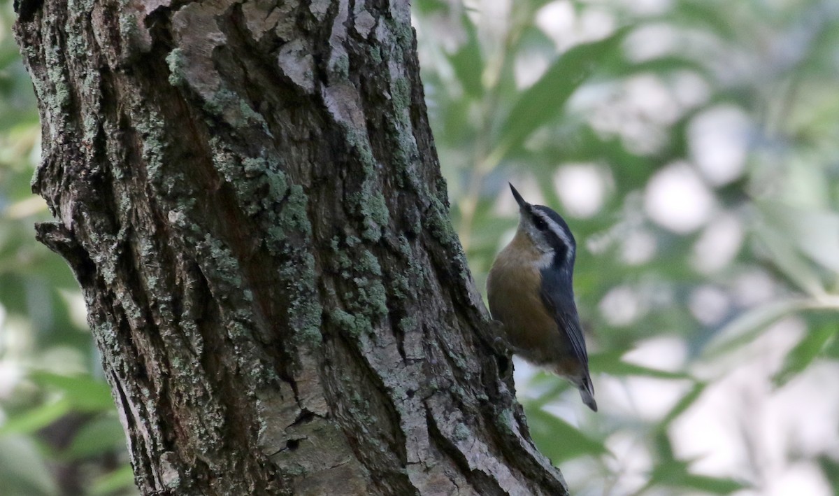Red-breasted Nuthatch - ML118356791