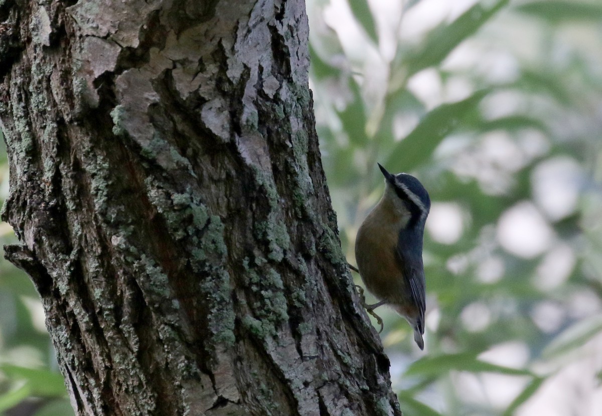 Red-breasted Nuthatch - ML118356811