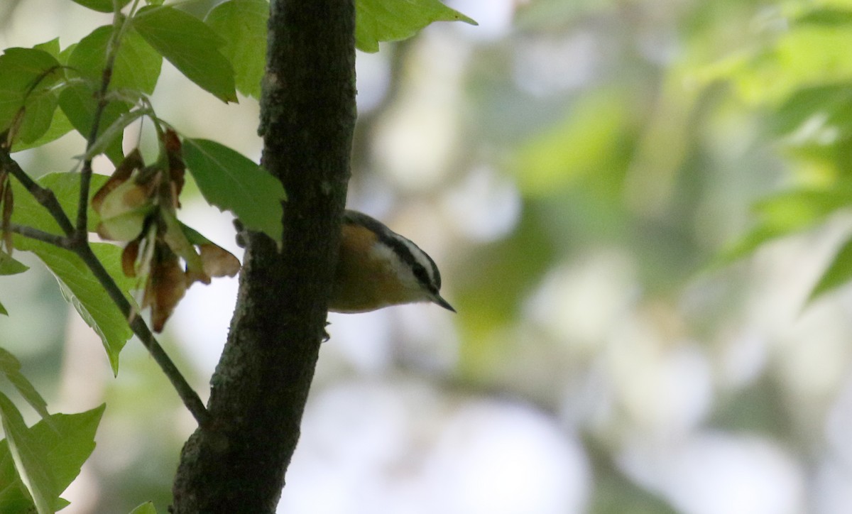 Red-breasted Nuthatch - ML118356911
