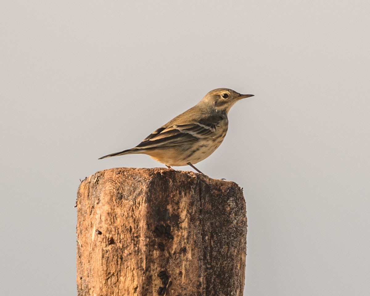 American Pipit - Michael Foster