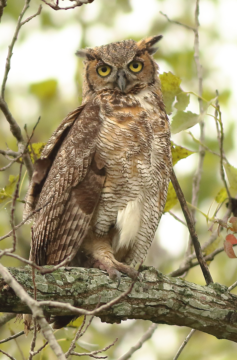 Great Horned Owl - ML118359341