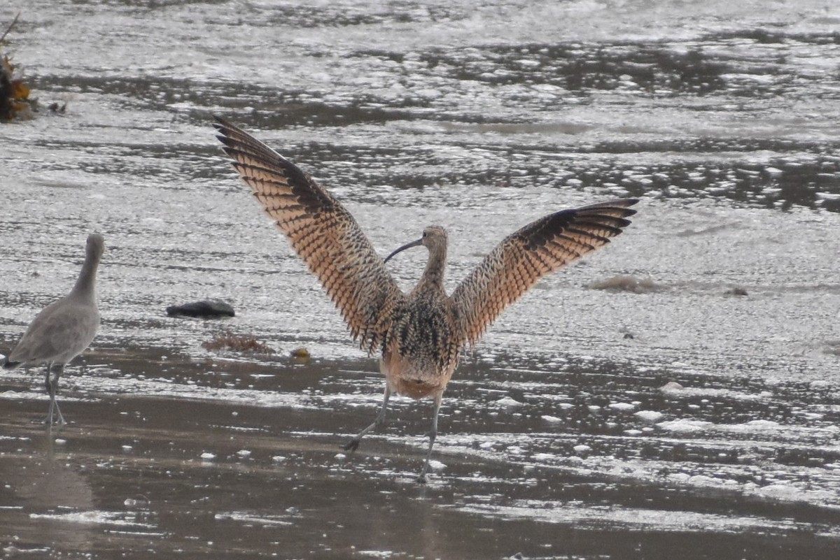 Long-billed Curlew - ML118360591