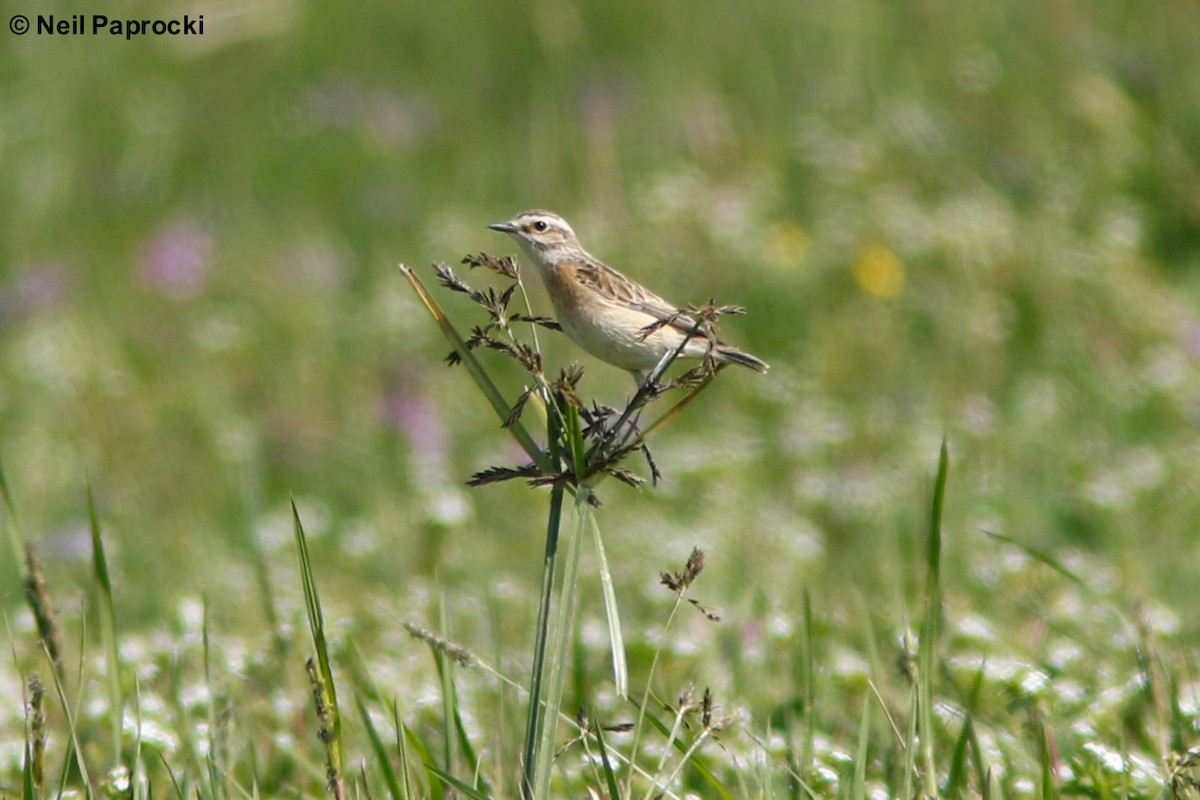 Whinchat - ML118365971