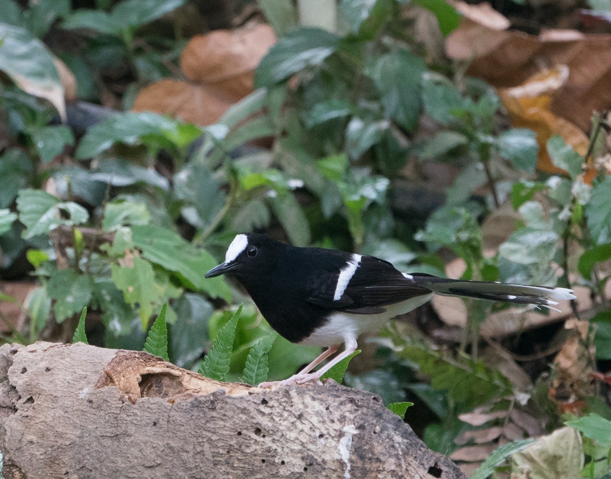 White-crowned Forktail - ML118366021