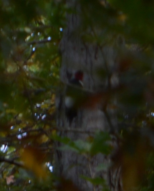Red-headed Woodpecker - Margaret Merar