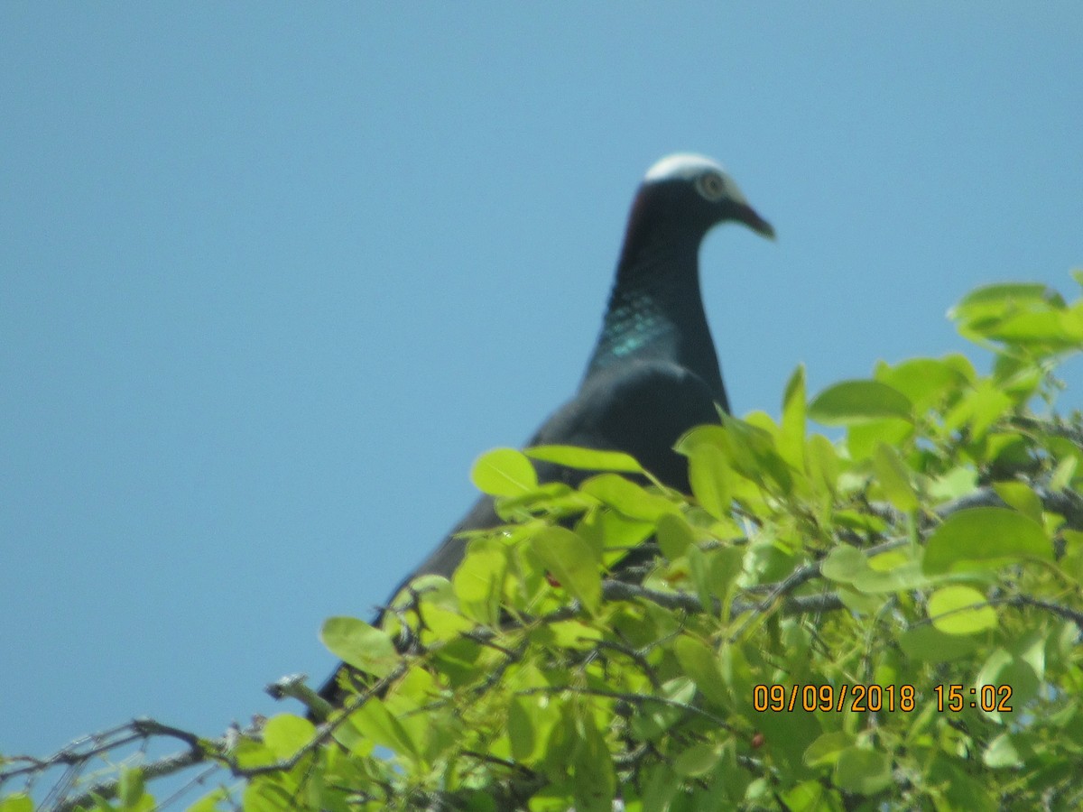 White-crowned Pigeon - Vivian F. Moultrie