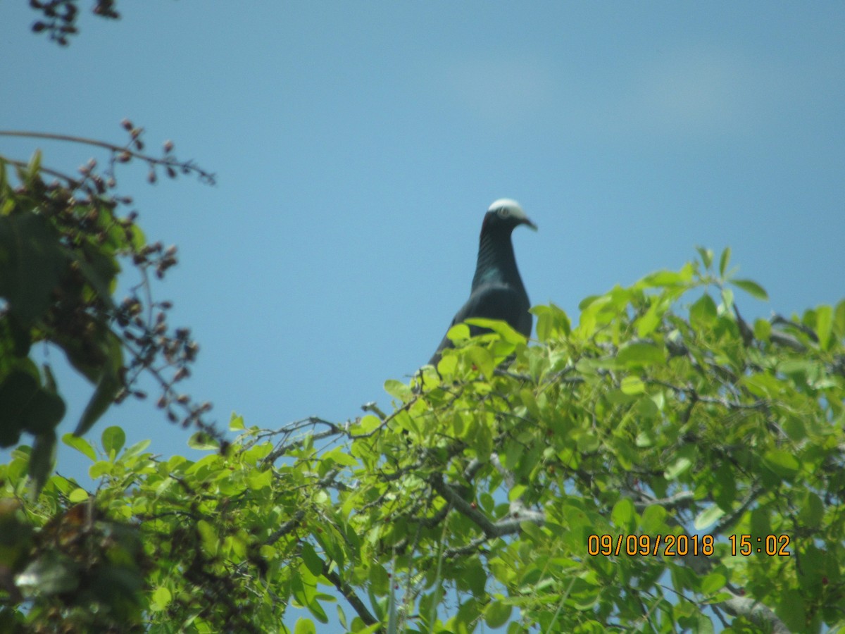 White-crowned Pigeon - ML118368611