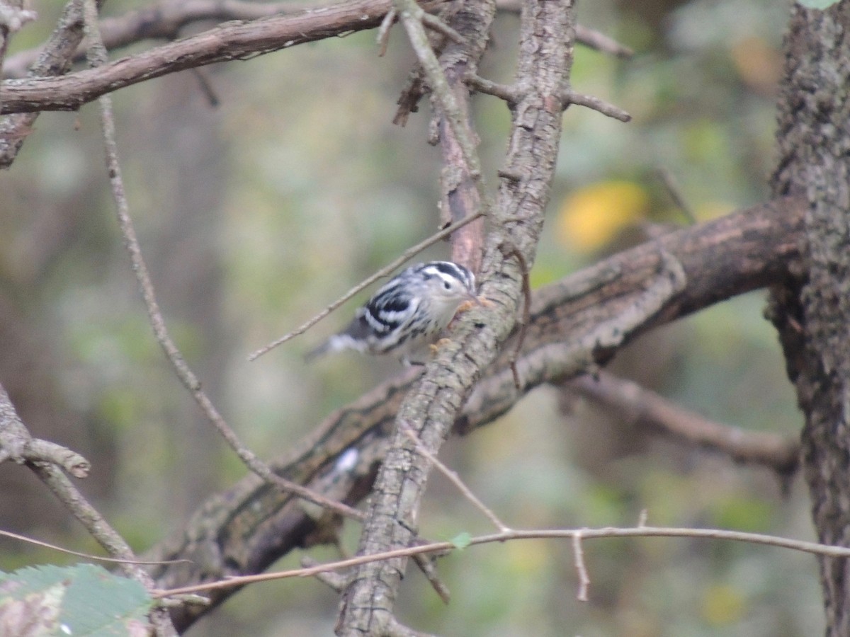 Black-and-white Warbler - ML118372281