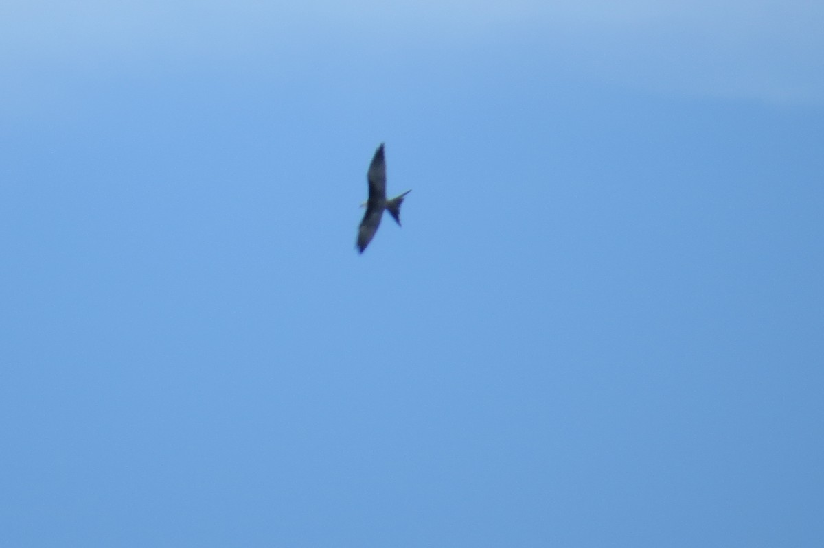 Swallow-tailed Kite - ML118372811