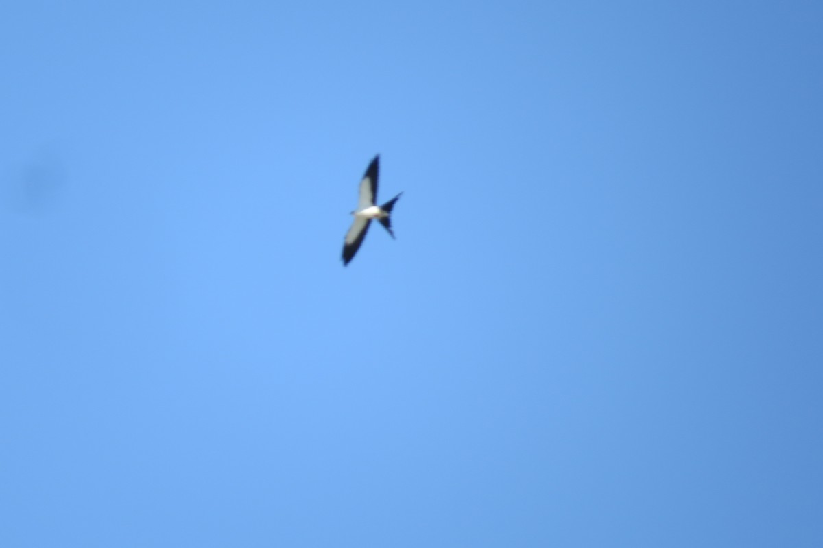 Swallow-tailed Kite - Steve Svedeman