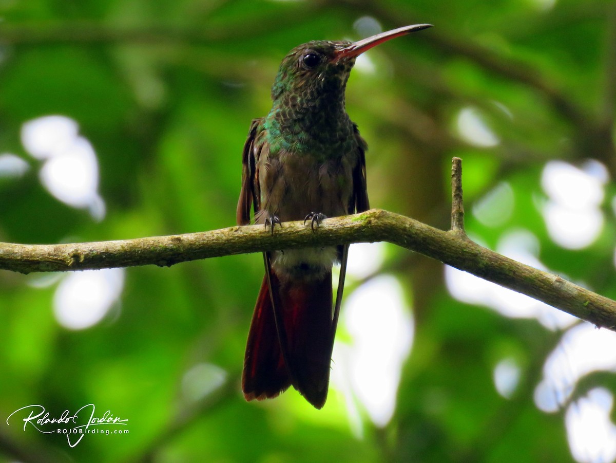 Rufous-tailed Hummingbird (Escudo) - Rolando Jordan