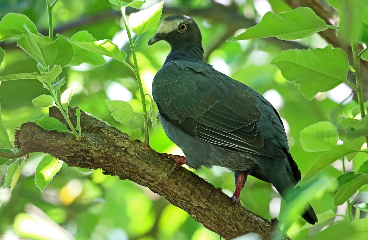 White-crowned Pigeon - ML118373791