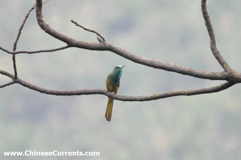 Blue-bearded Bee-eater - ML118376261