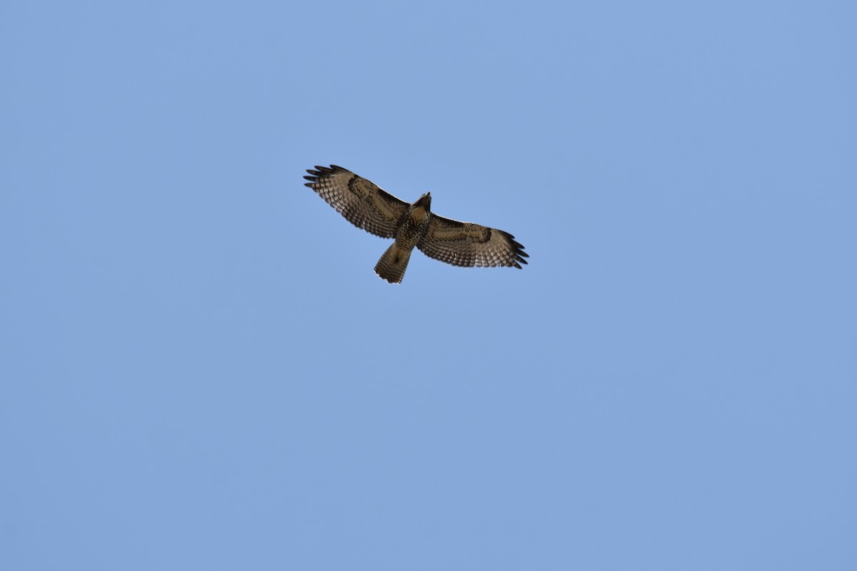 Red-tailed Hawk - ML118377711