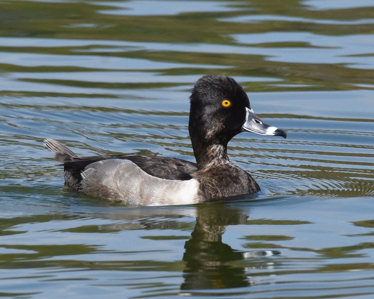 Ring-necked Duck - Don Hoechlin