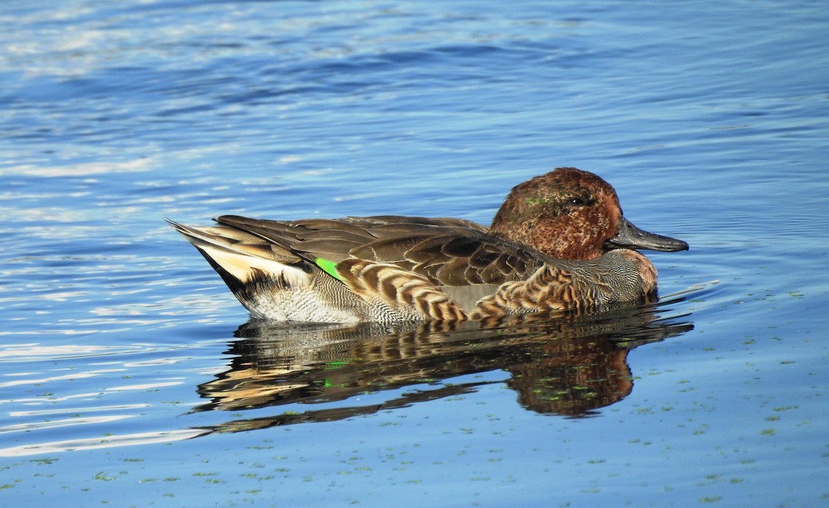 Green-winged Teal - ML118385791