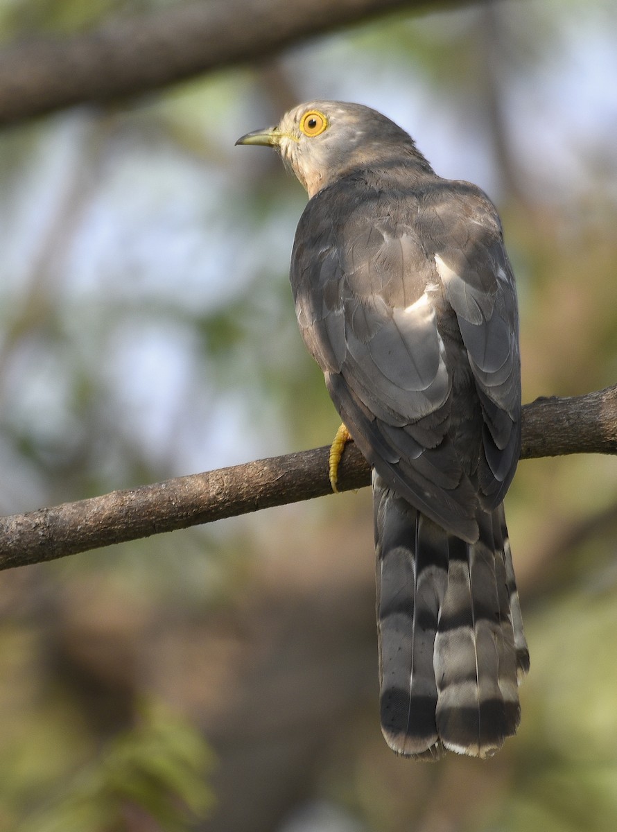 Common Hawk-Cuckoo - RK Balaji