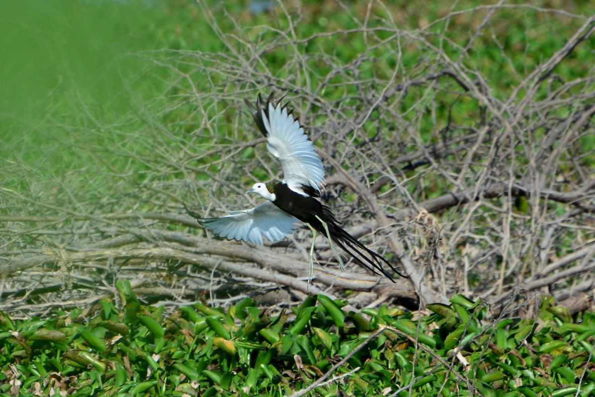 Pheasant-tailed Jacana - Sachin M B