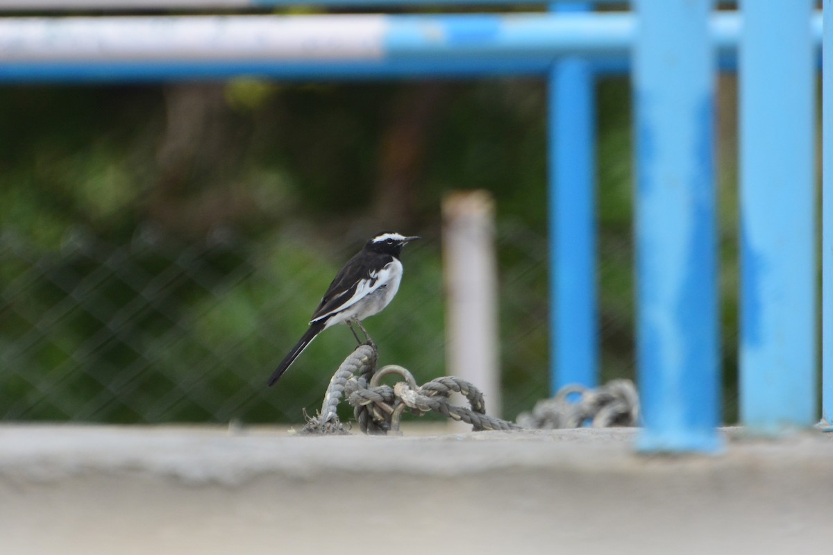 White-browed Wagtail - ML118391081