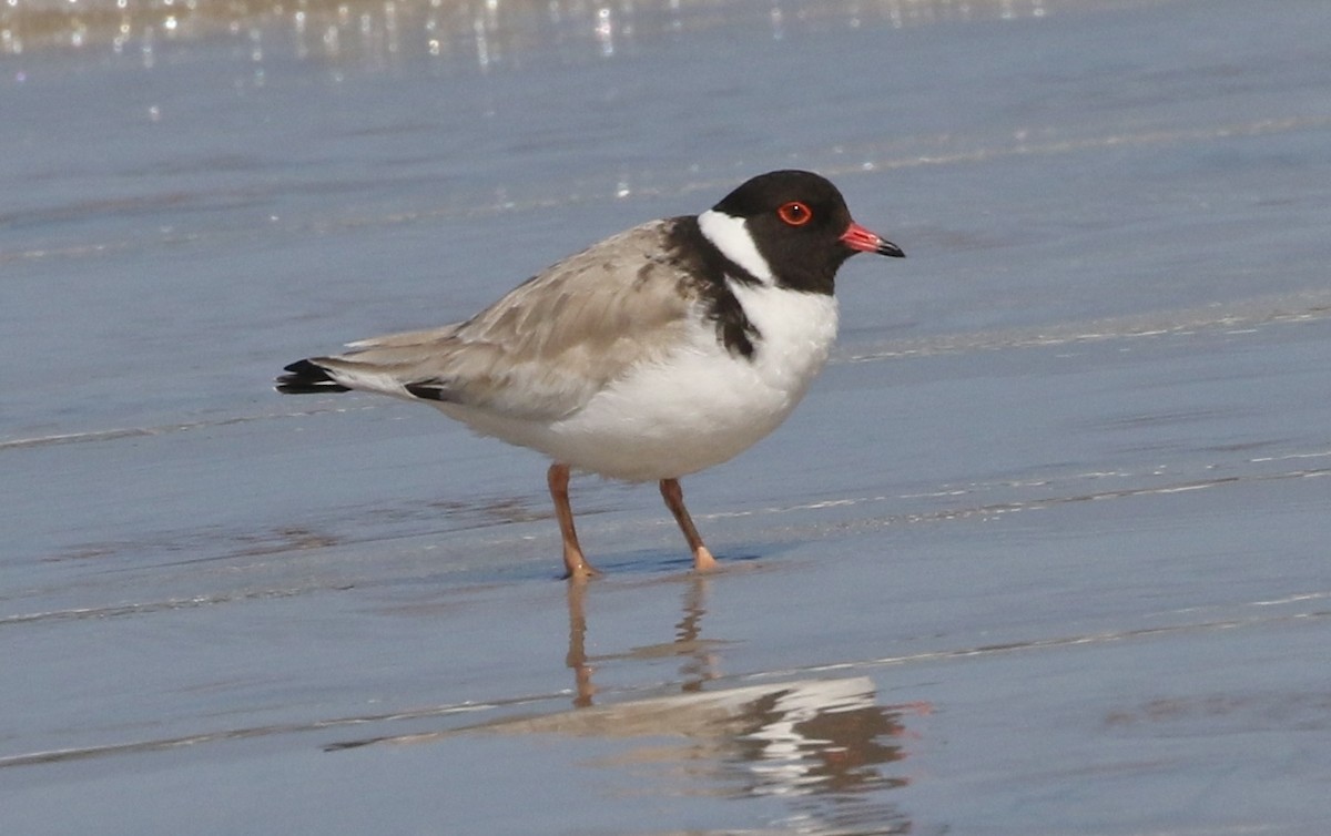 Hooded Plover - James Bailey 🐦