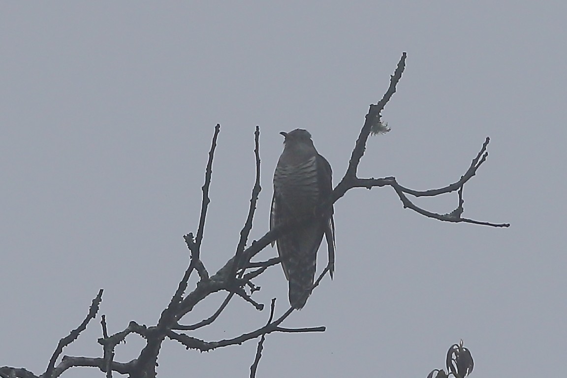 Lesser Cuckoo - Gururaj  Moorching