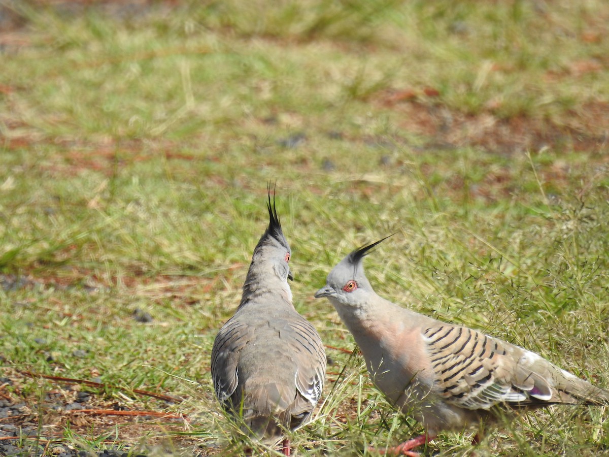 Crested Pigeon - ML118393011