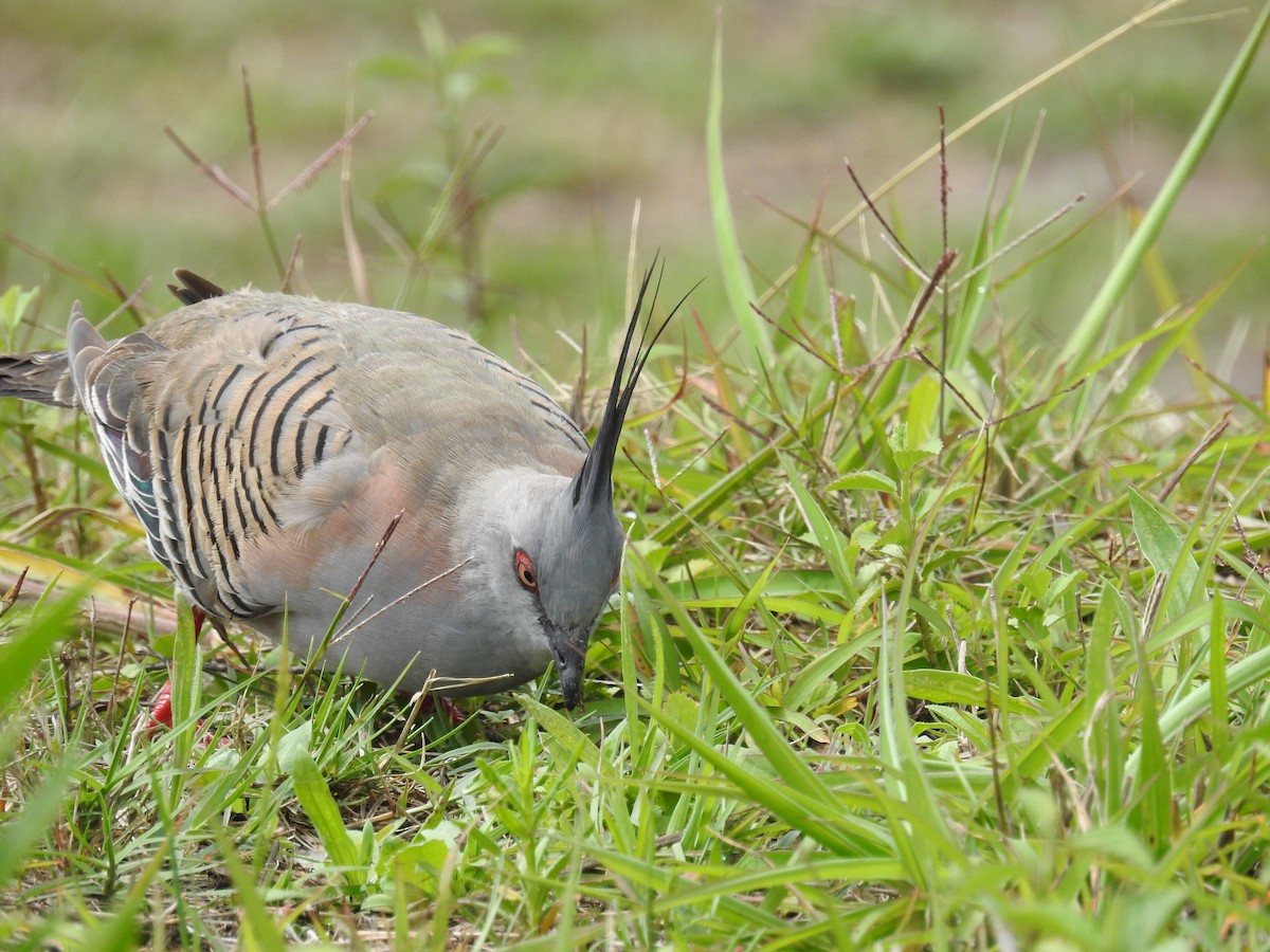 Crested Pigeon - ML118393031