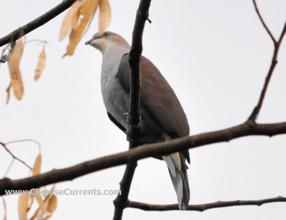 Mountain Imperial-Pigeon - ML118393301