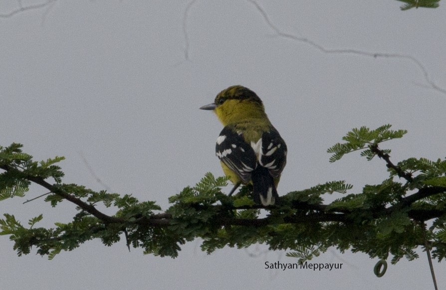 White-tailed Iora - Sathyan Meppayur