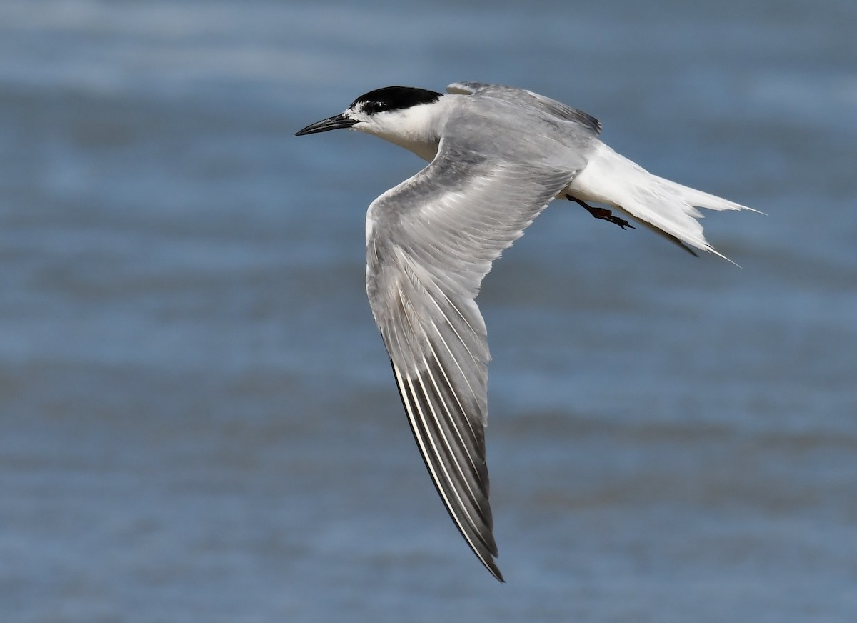 Common Tern (longipennis) - ML118393921