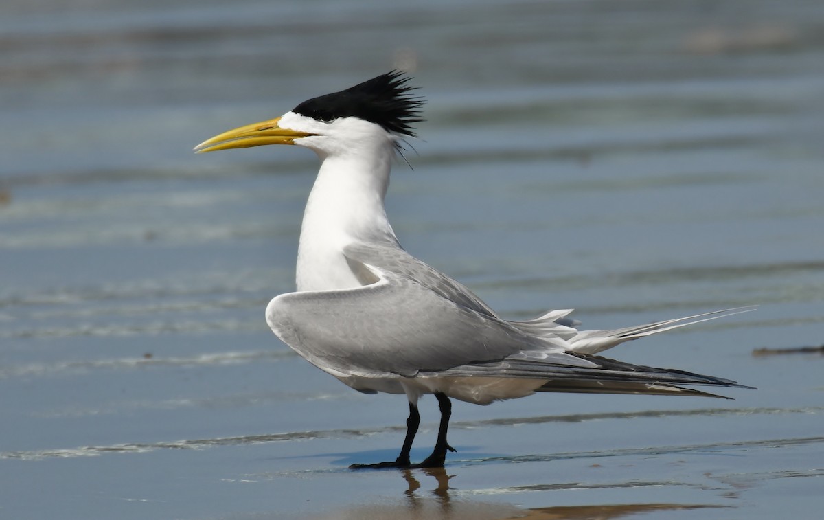 Great Crested Tern - ML118393961