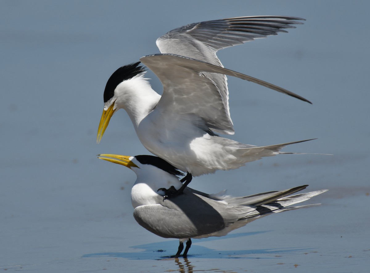Great Crested Tern - ML118393981