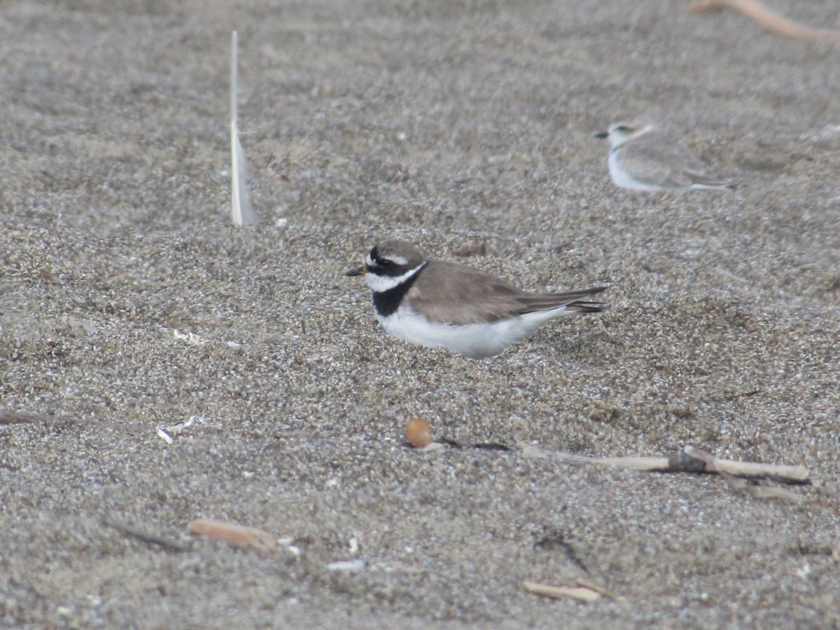 Common Ringed Plover - Adrian Hinkle